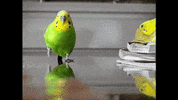 Slow Motion Bird GIF by HuffPost