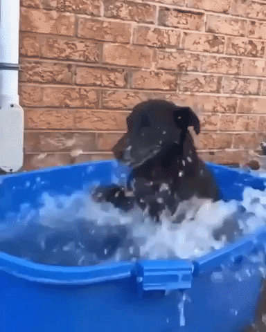 cuteanimalland giphyupload GIF