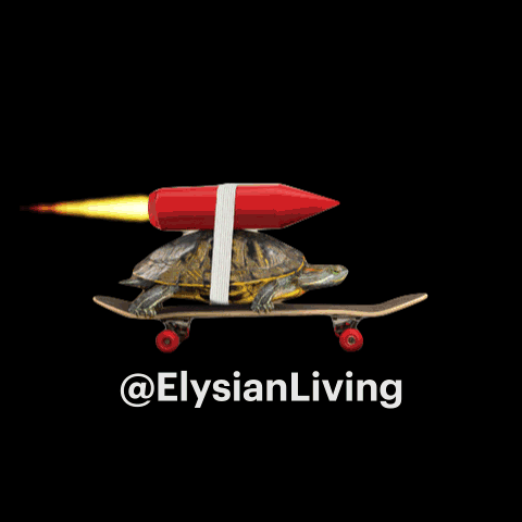 ElysianLiving giphyupload rocket turtle ely GIF