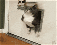 Cat-stuck GIFs - Get the best GIF on GIPHY