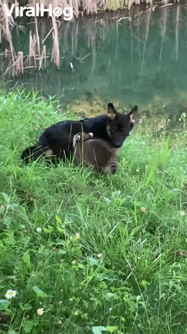 Pups from Different Paths Play Together