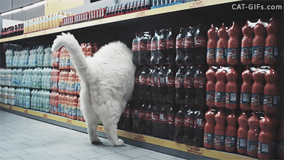 cat adventures GIF