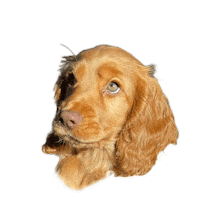 Dog Love Sticker