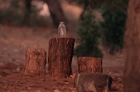 season 1 episode 3 GIF by Twin Peaks on Showtime