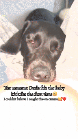 cuteanimalland giphyupload GIF