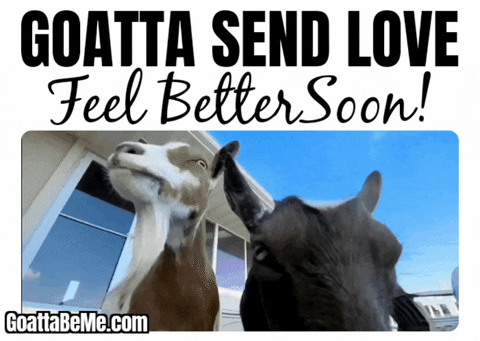 Feel Better Get Well GIF by Goatta Be Me Goats! Adventures of Pumpkin, Cookie and Java!