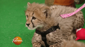 baby animal cat GIF by Rachael Ray Show