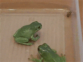 hungry frog GIF by Cheezburger