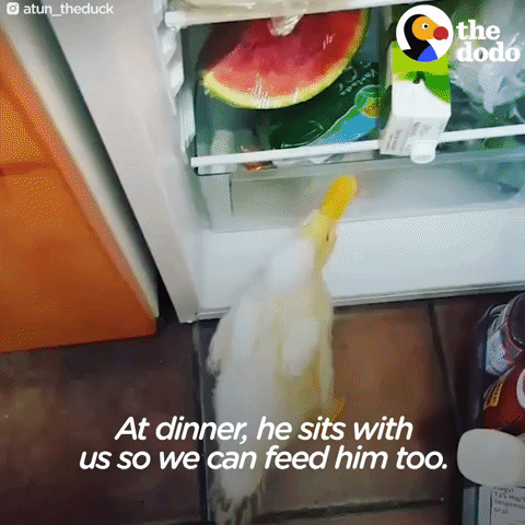 duck GIF by The Dodo