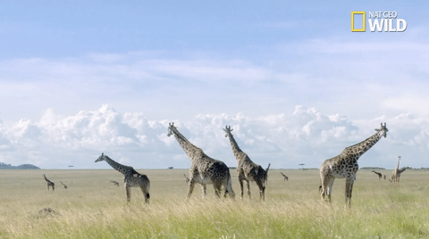 african cats big cat week GIF by Nat Geo Wild
