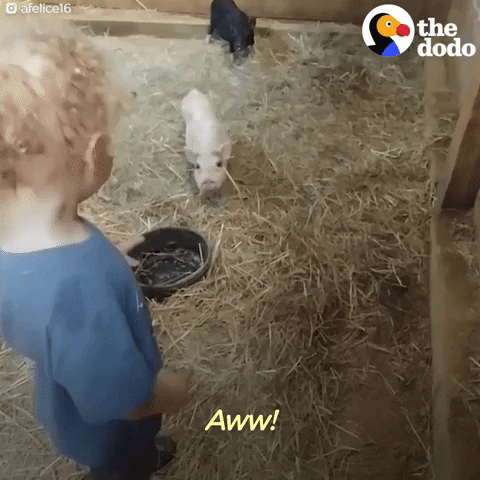 pig GIF by The Dodo