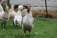 Chickens_gang turnup chickens poule chicken dance fiesta fête danse happy good cool GIF