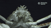 Deep Sea Ocean GIF by Monterey Bay Aquarium
