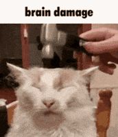 Brain Damage Cat GIF