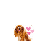 Cavalierkingcharlesspaniel Sticker