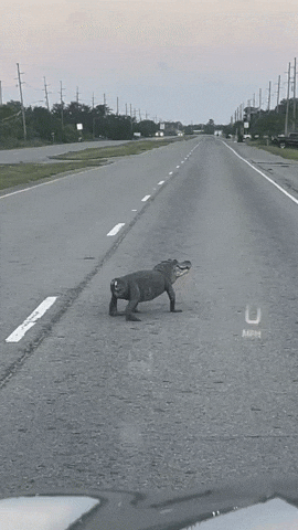 cuteanimalland giphyupload GIF