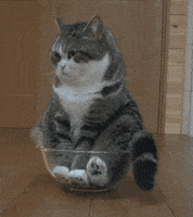 esta GIF