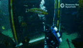 Connection GIF by Monterey Bay Aquarium