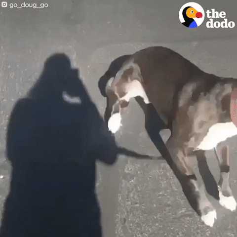 Dog GIF by The Dodo