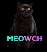 Halloween Cute Cat GIF