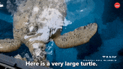Shark Week Turtle GIF by BuzzFeed