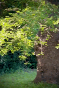 Brave Bunny Rabbit Attacks Snake Climbing up Tree