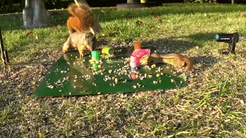 Animated GIF