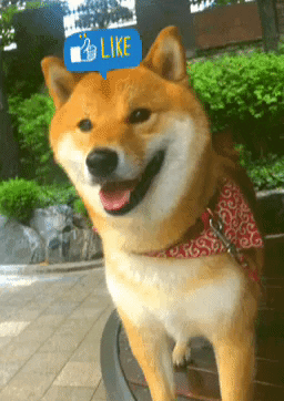 bbomme shibainu soba GIF