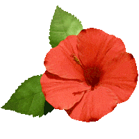 Flower Spring Sticker by rvd