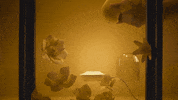 OSUGA night light goodnight good night GIF