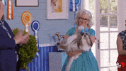 Dog GIF by Channel 7