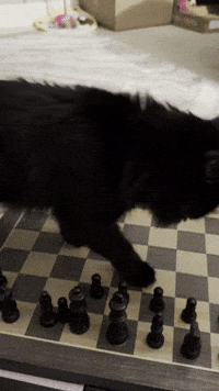 Misspaneer GIF