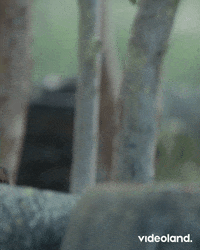 Thomas Van Der Vlugt Reaction GIF by Videoland