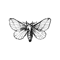 PlanetShack witch divine moth green witch Sticker