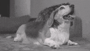 GIF by Animal Planet