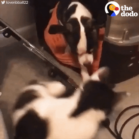 cat dog GIF by The Dodo