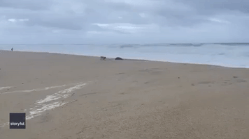 Pug and Turtle Share Stormy Mexican Sands as Hurricane Nears
