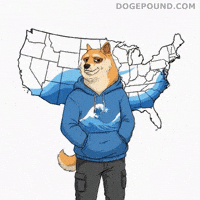Shiba Inu Deal With It GIF by Doge Pound