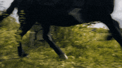 escape ross GIF by MASTERPIECE | PBS