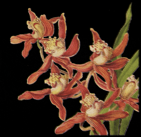 Orchid Cymbidium GIF by Dr.Soil