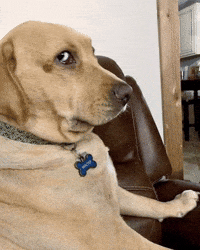 Dog Side Eye GIF