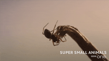 bbc cute animal bbc creature GIF