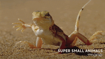 bbc cute animal bbc creature GIF