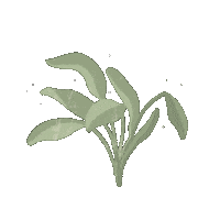Sage Salvia Sticker