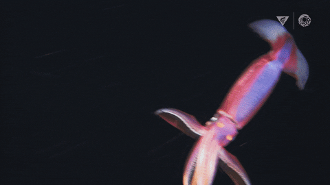 Flying Deep Sea GIF by Monterey Bay Aquarium