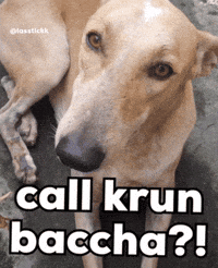 Funny Dog GIF