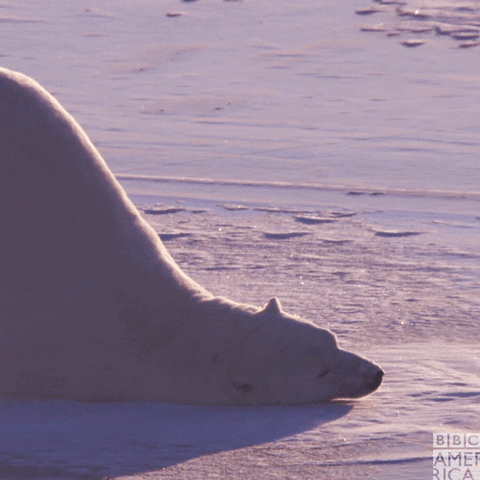 Polar Bear No GIF by BBC America