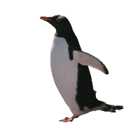 Penguin Running Sticker by PBS