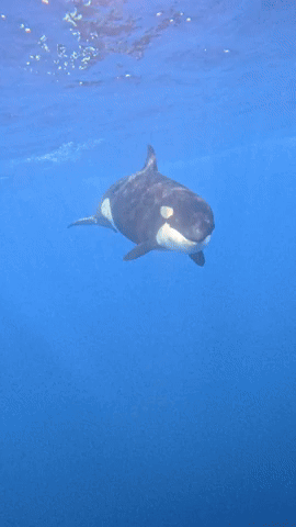 Sanjosedivers giphyupload mexico dive whale GIF