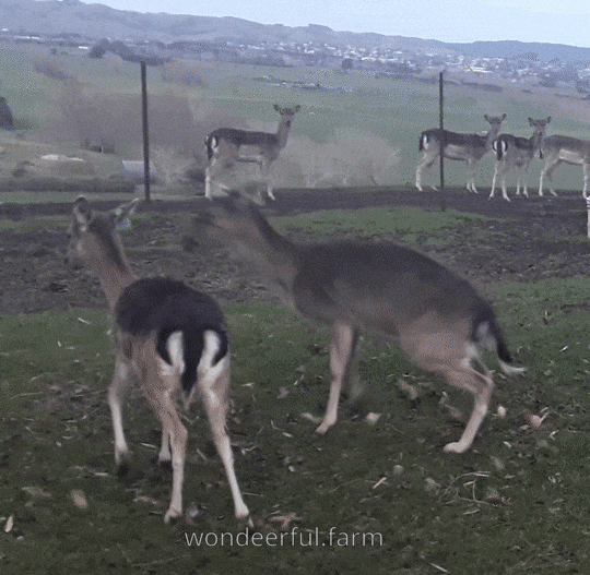 Deer Jumping GIF by Wondeerful farm